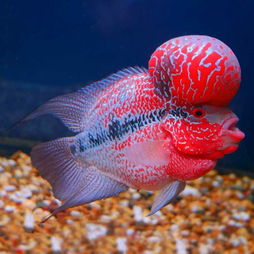 Imagem do Flowerhorn